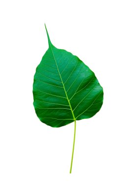 Bodhi ağacı yaprak 