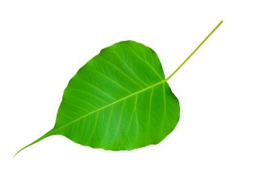 Bodhi ağacı yaprak 