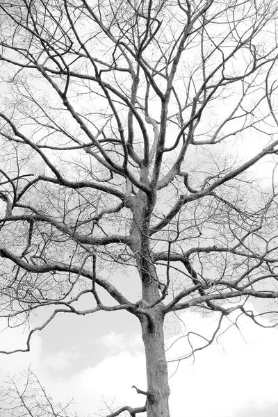 Dead tree background — ストック写真