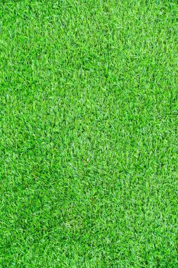 çim çimen arka plan