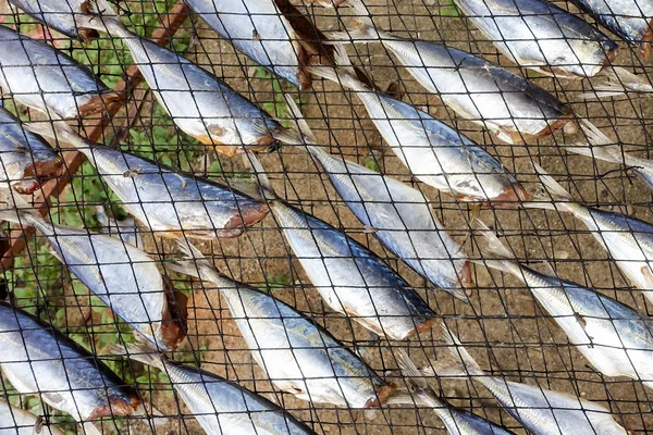 Gedroogde vis voor verkopen — Stockfoto