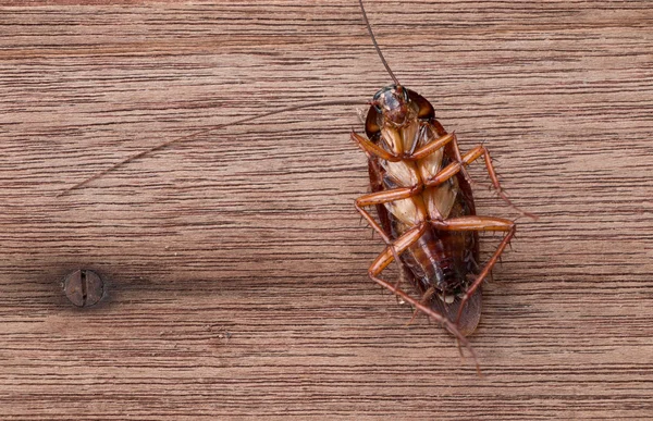 Dode Cockroach op houten — Stockfoto