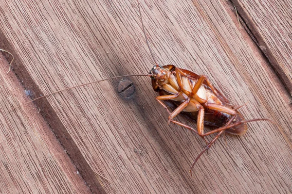 Dode Cockroach op houten — Stockfoto