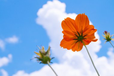sarı çiçek kadar yakın
