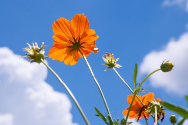 sarı çiçek kadar yakın