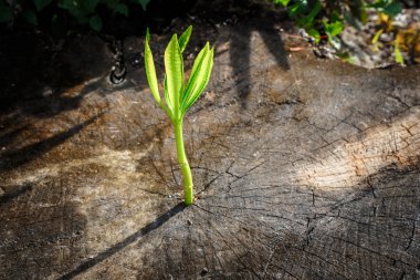 Yeni ağaç büyüme kadar ölü ağaç üzerinde