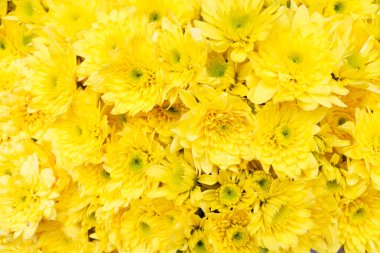 sarı çiçek arka plan