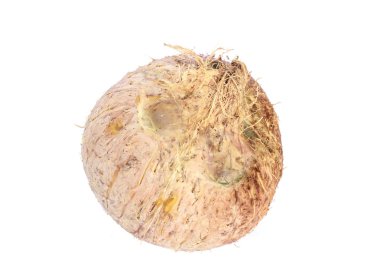 Hindistan cevizi kadar yakın