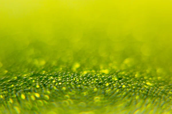 밝은 녹색 봄 배경 흐림 효과와 반짝임을 추상화 합니다. 봄 배경. — 스톡 사진