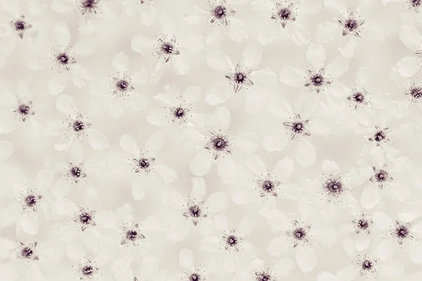 Flores brancas pequenas na água. Topo. Preto e branco, sépia. Padrão floral. Casamento, fundo da primavera. Macro. Pássaro-cereja . — Fotografia de Stock