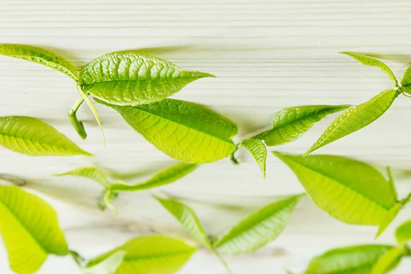 Patrón de hojas verdes sobre un fondo de madera. Fondo de madera . —  Fotos de Stock