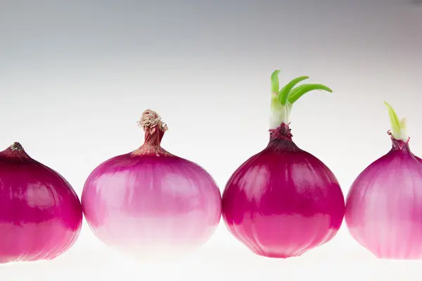Agrupe la cebolla rosa sobre un fondo blanco. Varias cebollas brillantes peladas. Fondo alimentario . — Foto de Stock