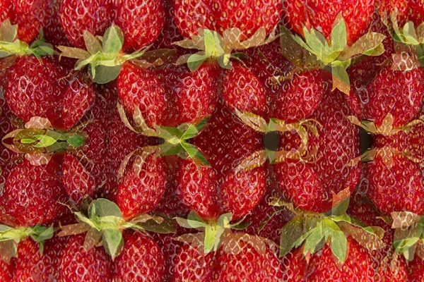Fraise fond abstrait. Modèle de tranches de fraise. Fond de fraise. Fond de printemps coloré . — Photo
