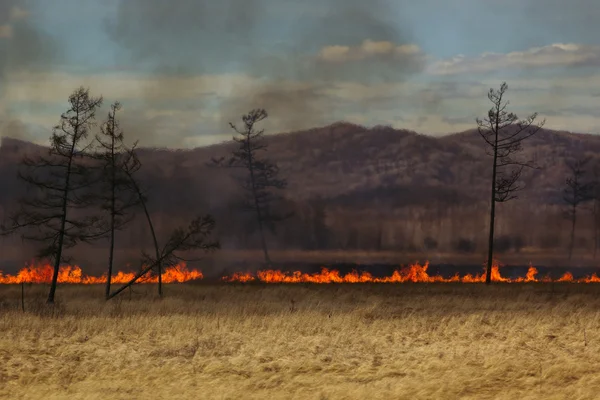 El fuego en el campo. Línea de fuego. Un desastre. Paisaje . — Foto de Stock