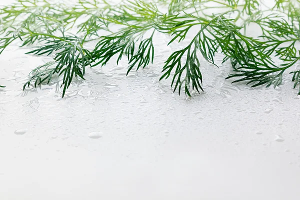 Zweig grüner Dill auf weißem Hintergrund. Feuchter grüner Dill. Rahmen mit Kopierraum für Text. — Stockfoto