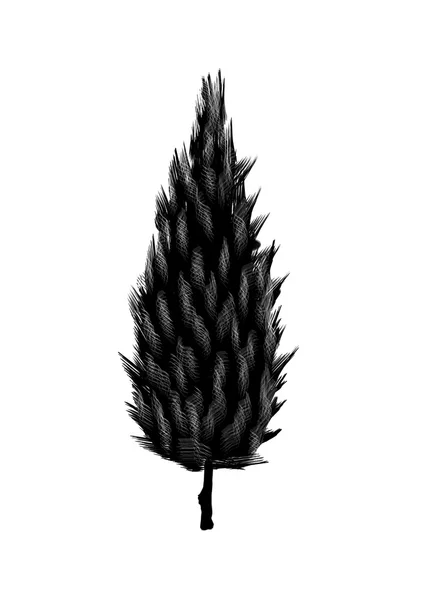 Ciprés. Árbol de dibujo sobre fondo blanco. Silueta negra madera . —  Fotos de Stock