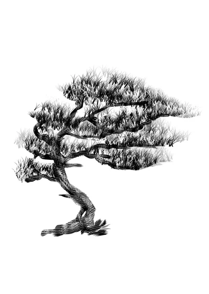 Pine. Tekening boom op witte achtergrond. Zwart silhouet hout. — Stockfoto