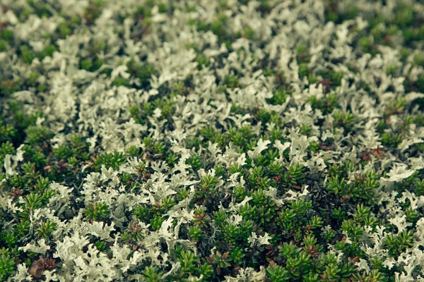 Mossor och lavar närbild - norra tundra. — Stockfoto