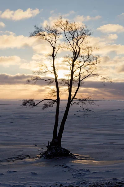Wintersonnenuntergang Der Gefrorenen Küste Mit Schwarzer Silhouette Eines Einsamen Baumes — Stockfoto