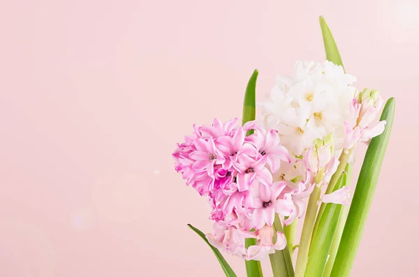 Luminosi Squisiti Fiori Rosa Giacinto Sfondo Rosa Con Luce Solare — Foto Stock