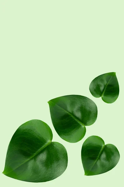 Hojas Brillantes Verdes Como Corazón Sobre Fondo Verde Pastel Verticales —  Fotos de Stock