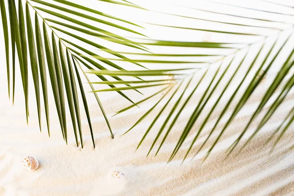 Oceán Tropická Pláž Bílým Pískem Mušle Zelené Palmové Listy Slunečním — Stock fotografie