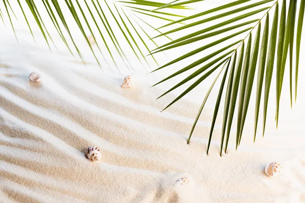 Bílý Vlnitý Písek Mušle Zelené Palmové Listy Slunci Stínem Jako — Stock fotografie