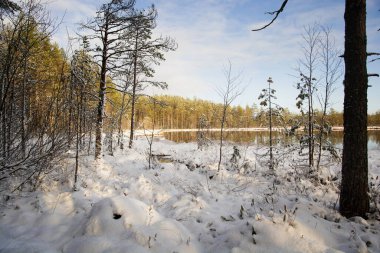 Ormandaki ilk kar, sudaki ağaçların yansımaları, güneşli bir gün. Boşluğu kopyala.