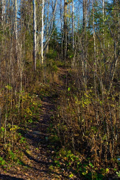 Ścieżka Jesiennym Lesie Prowadząca Góry Koncepcja Wzrostu Pokonywanie Trudności — Zdjęcie stockowe