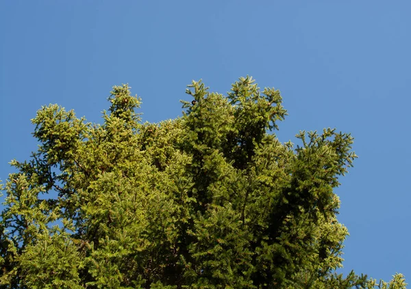 Pluizige Takken Van Een Kerstboom Een Blauwe Lucht Achtergrond Kopieerruimte — Stockfoto