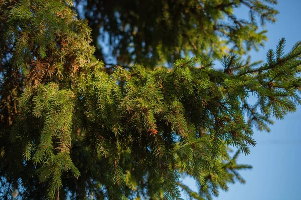 青空を背景にしたクリスマスツリーのふわふわの枝 コピースペース — ストック写真