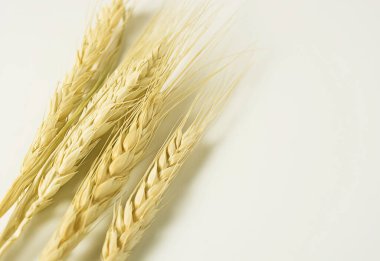 Beyaz arka planda altın buğday kulakları. Seçici odaklanma. Üst Manzara. Boşluğu kopyala.