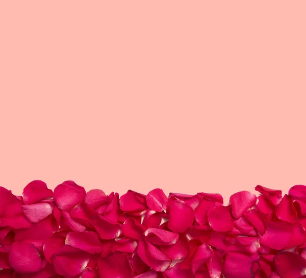 Фон Текстура Ярко Красных Лепестков Роз Розовым Фоном Сверху Скопировать — стоковое фото