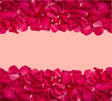 Pembe arka planı olan parlak kırmızı gül yapraklarının arkaplanı ve dokusu. kopyalama alanı. yakın plan.