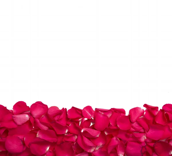 Background Texture Bright Red Rose Petals White Background Top Copy Royalty Free Stock Images