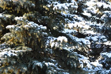 Mavi gökyüzüne karşı karla kaplı tüylü Noel ağaçları. Kış devam ediyor. Boşluğu kopyala.