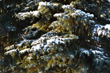 Soğuk ve güneşli bir günde karla kaplı tüylü Noel ağaçları. Kış devam ediyor. Boşluğu kopyala.