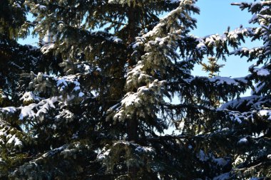 Mavi gökyüzüne karşı karla kaplı tüylü Noel ağaçları. Kış devam ediyor. Boşluğu kopyala.