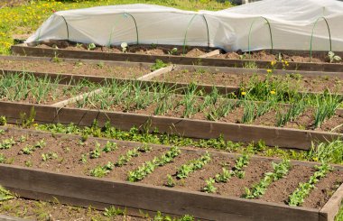Bir kır evinin bahçesine ekilmiş soğanlar. organik gıda konsepti. Boşluğu kopyala.