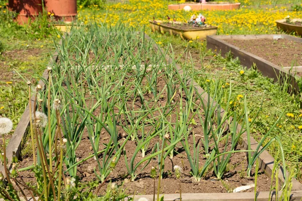 Oignons Plantés Dans Jardin Une Maison Campagne Concept Alimentation Biologique — Photo