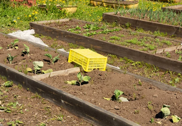 Yellow Box Seedlings Stands Vegetable Garden Concept Agriculture Copy Space — Photo