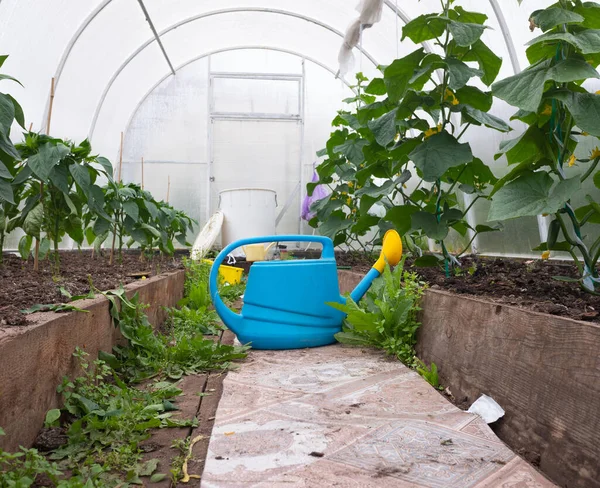 Un arrosoir en plastique bleu se dresse sur l'allée dans une serre où poussent concombres et tomates. concept produits sans pesticides — Photo
