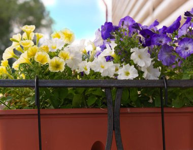 Çiçek kutusundaki çiçekler bir kır evinin önünde asılı. mavi gökyüzü arkaplanı.