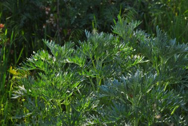  yeşil çimen Eczanesi