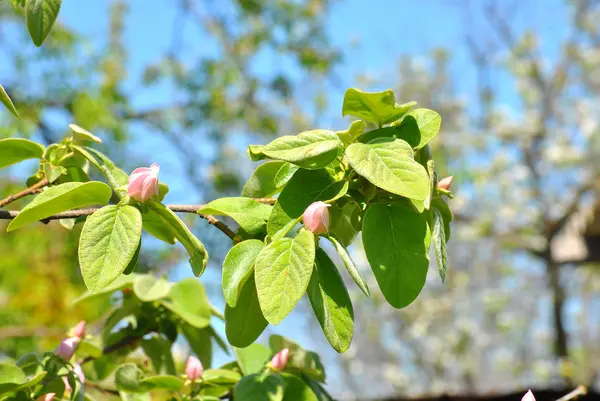 Arbre en fleurs — Photo