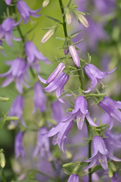 Bell flower field