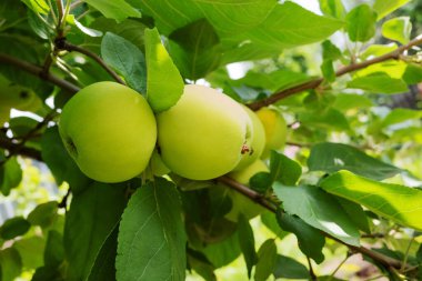 Ağaçta olgun yeşil elmalar. Hasat edilmeye hazır bir daldaki yeşil elmalar. Yakın çekim. 
