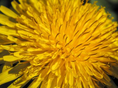 Altın karahindiba yaprakları portre