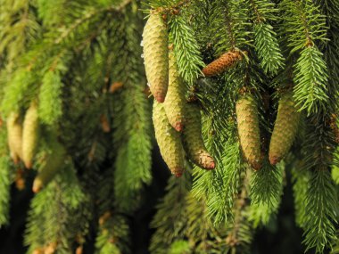 ağaç üzerinde bir güneşli gün yakın çekim yeşil tomurcukları