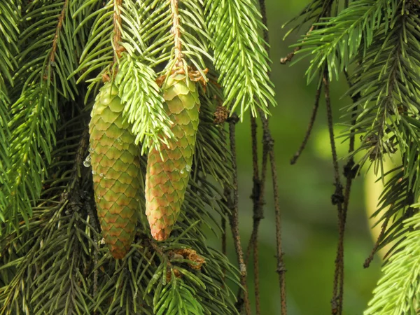 Boccioli verdi sull'albero in una giornata di sole primo piano — Foto Stock